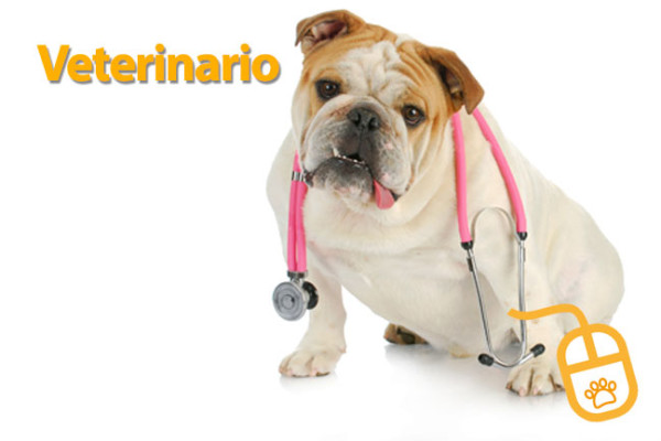 veterinario veterinario